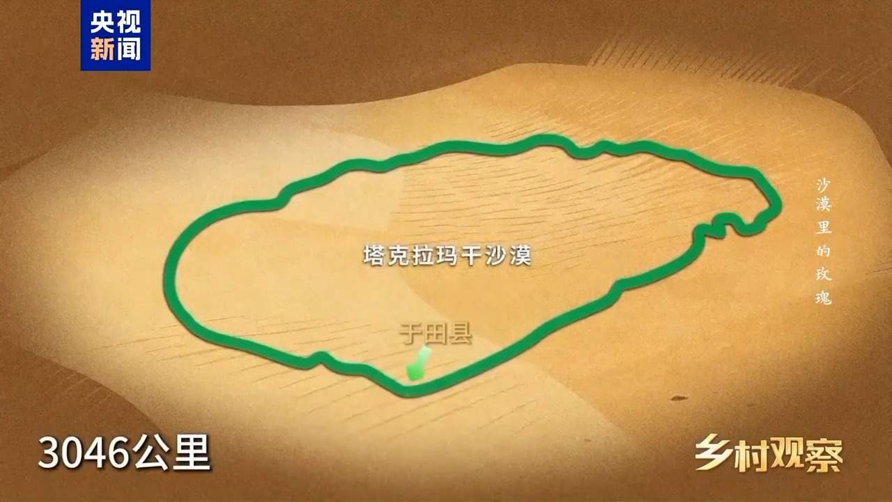 视频丨荒漠也可以成花海 看“沙漠玫瑰”背后的生态之变