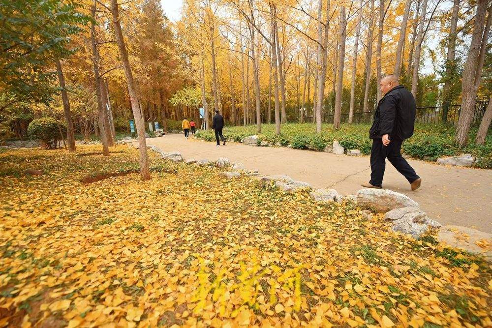 泉城公园银杏落叶缤纷美如画