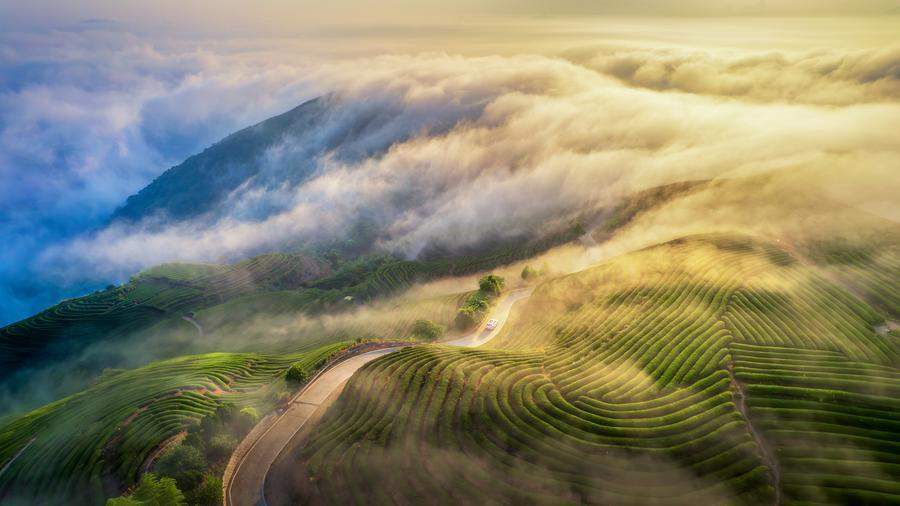 春日经济新图景｜茶香唤醒春山忙