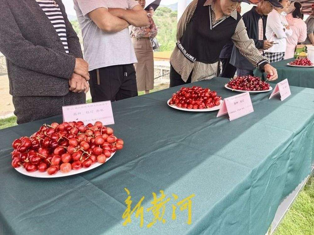 南部山区柳埠万亩大樱桃成熟 采摘路线图发布