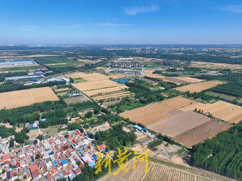 一年四季 泉在济南丨风吹麦浪 济南黄河北岸麦田美若画卷
