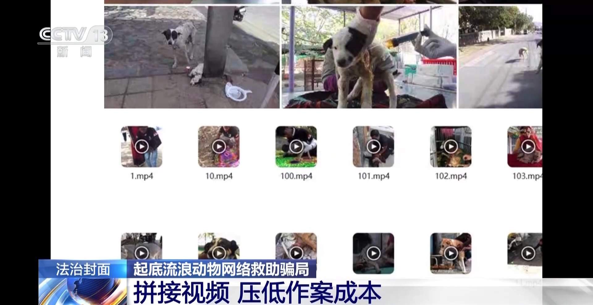 骗250万善款仅3000元用在狗身上 起底流浪动物网络救助骗局