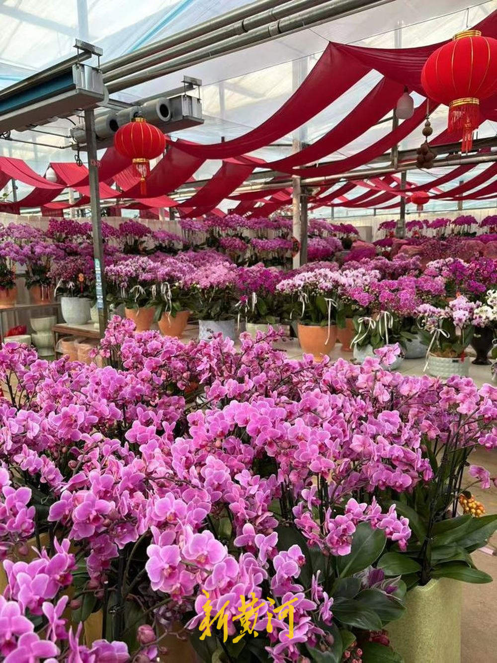 济南年宵花走俏：市民挑选“年味儿”，既要好看又要好彩头