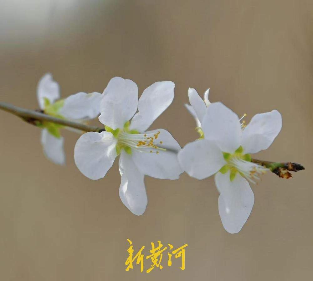 山桃花盛开惹人爱 济南春日画卷醉游人