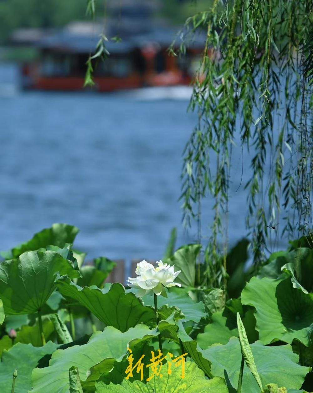 荷香初至 济南大明湖荷花悄然上线