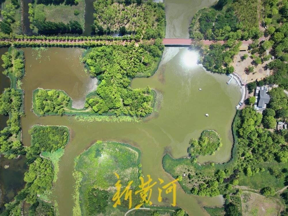 济西湿地盛夏好风光
