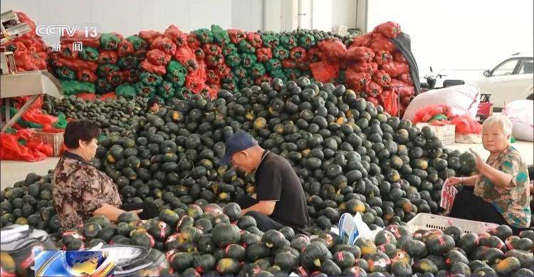 菜价波动后逐渐回落 山东等地如何拎稳“菜篮子”？