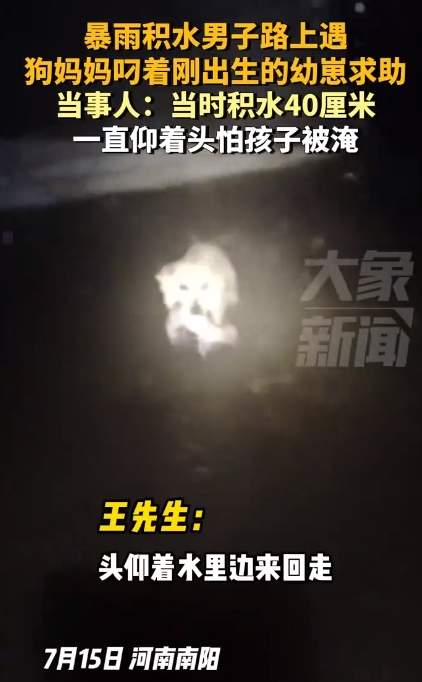 母爱感人！暴雨过后狗妈妈叼着幼崽求助 一直仰着头怕孩子被淹
