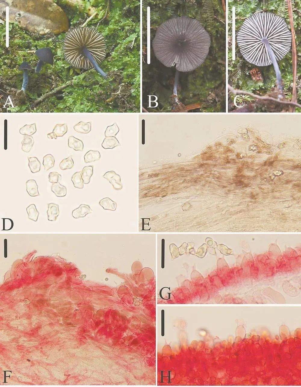 武夷山国家公园发现3个新物种!