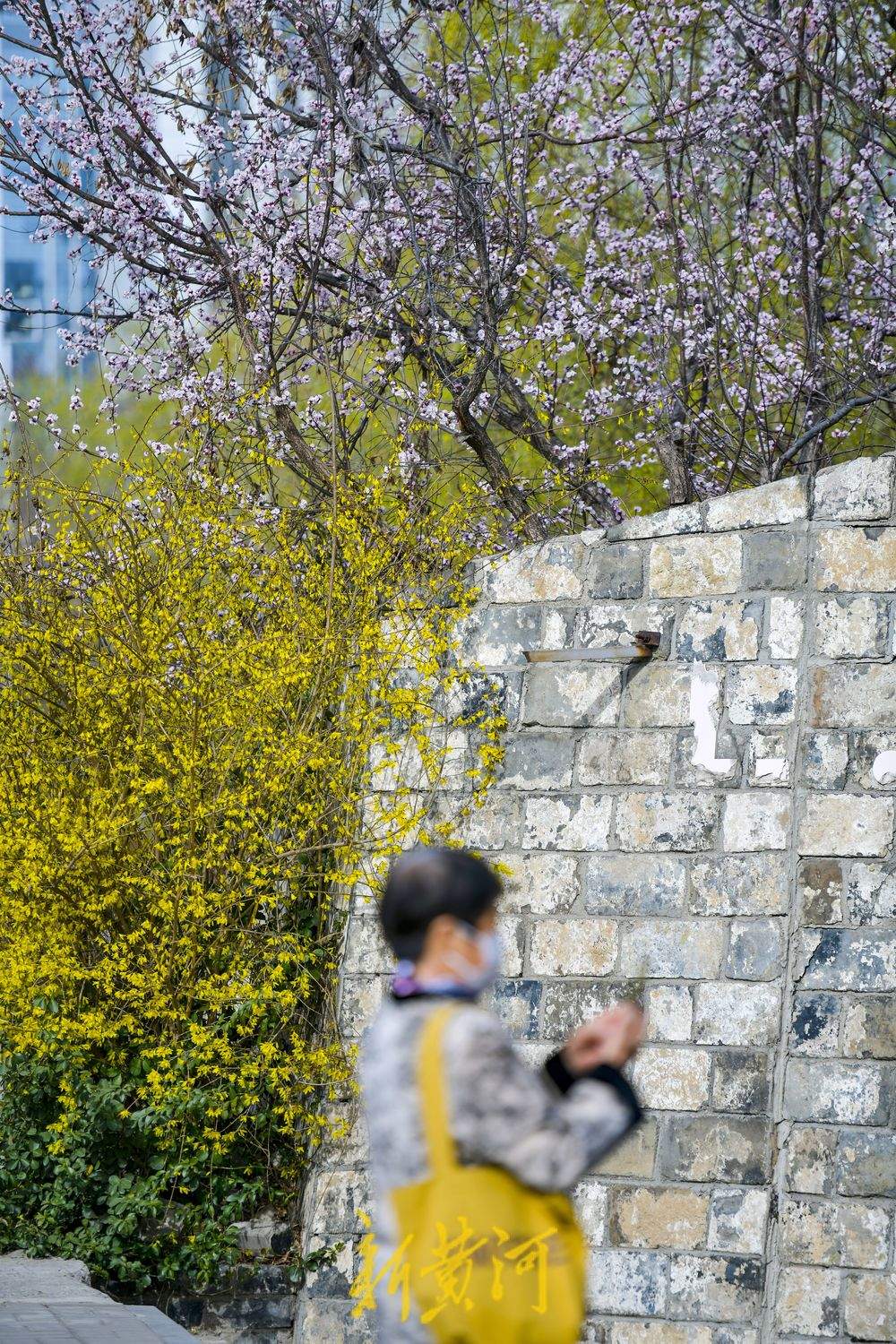 满园春花伴古城，济南最神秘公园里赏春