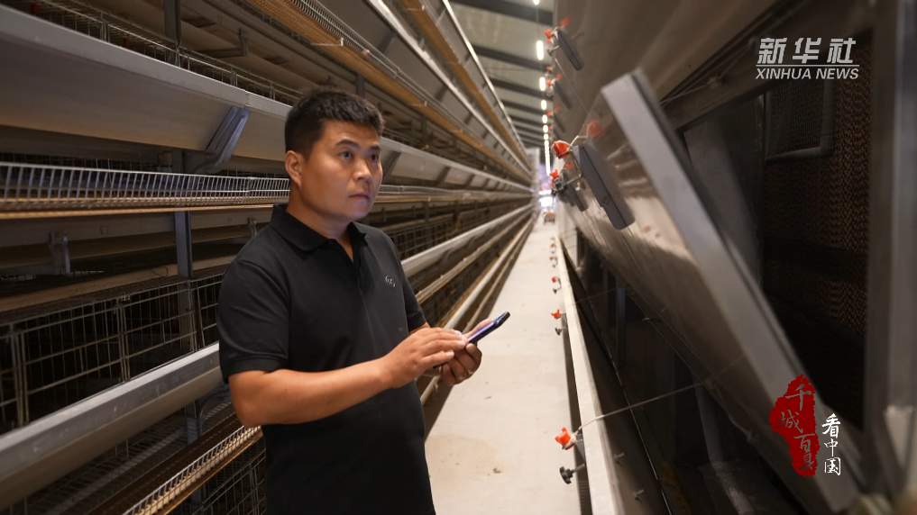 仅凭一部手机，山东让两万只山鸡过上“数字生活”