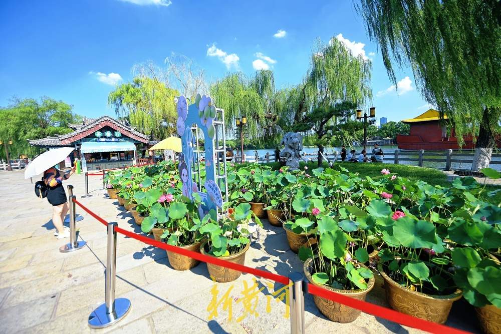一年四季 泉在济南丨荷花飘香引客来，57种珍品荷花争艳亮相大明湖