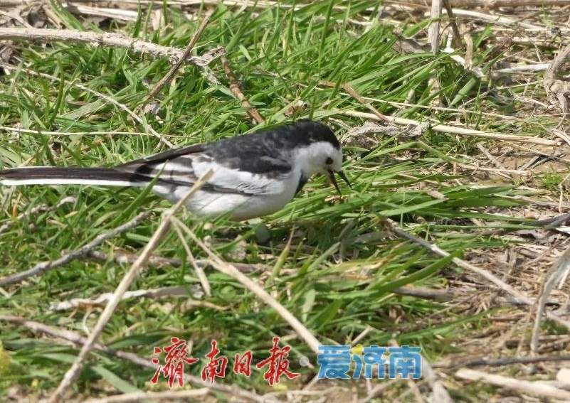 生物多样性：你见过“白面鸟”吗？