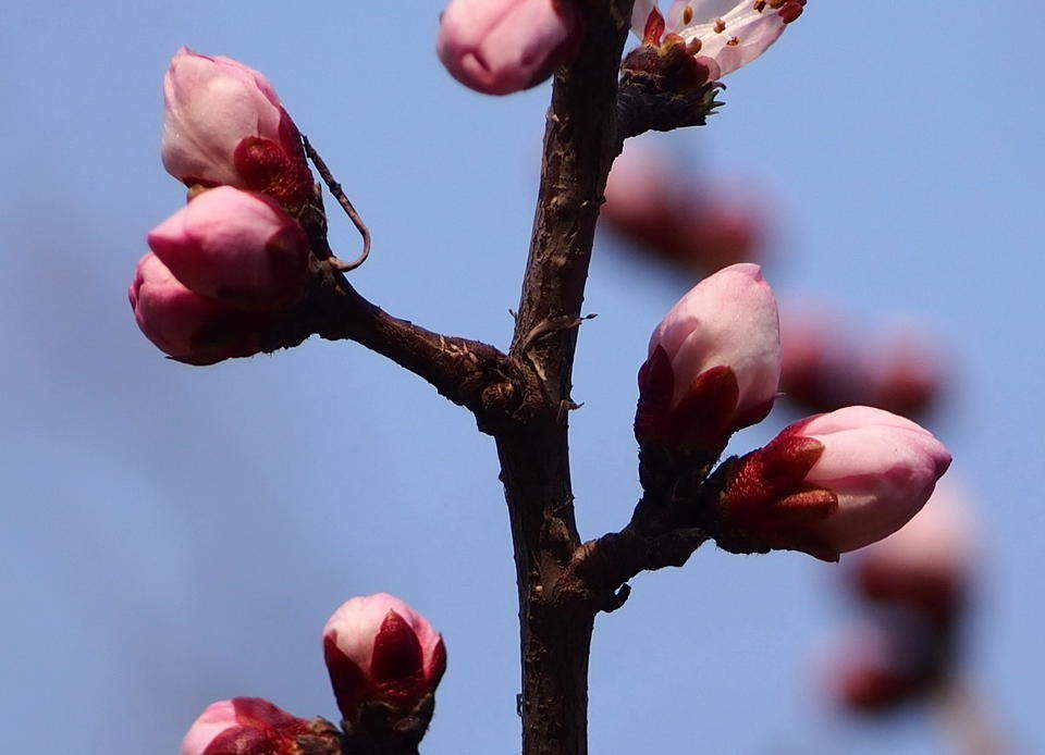 满园春色关不住，千佛山的山桃花马上就开了