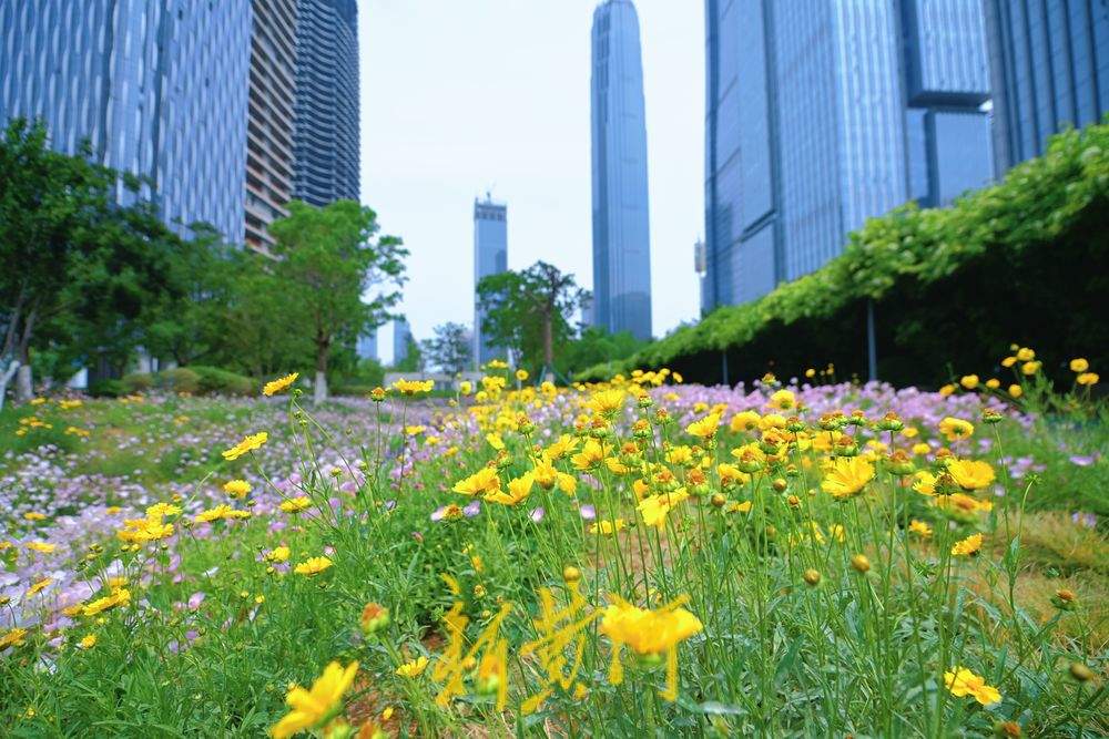 “夏味”十足 济南CBD绽放美丽花海