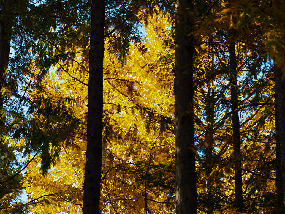 寒潮带来的美丽景色，济南五龙潭金色落叶美如锦毯