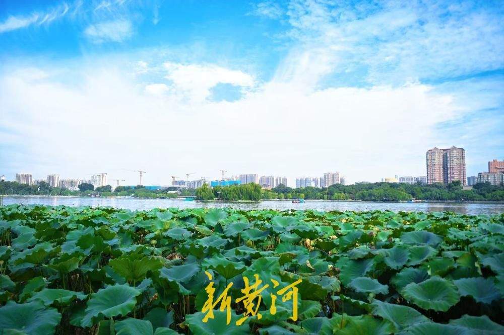 一年四季 泉在济南｜白露时节，大明湖荷叶向阳美如画