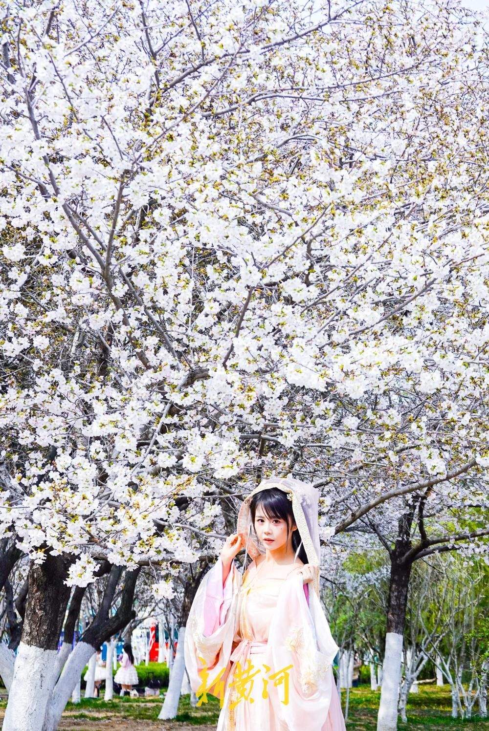 济南湖滨广场迎樱花盛花期，浪漫花海成春日打卡胜地