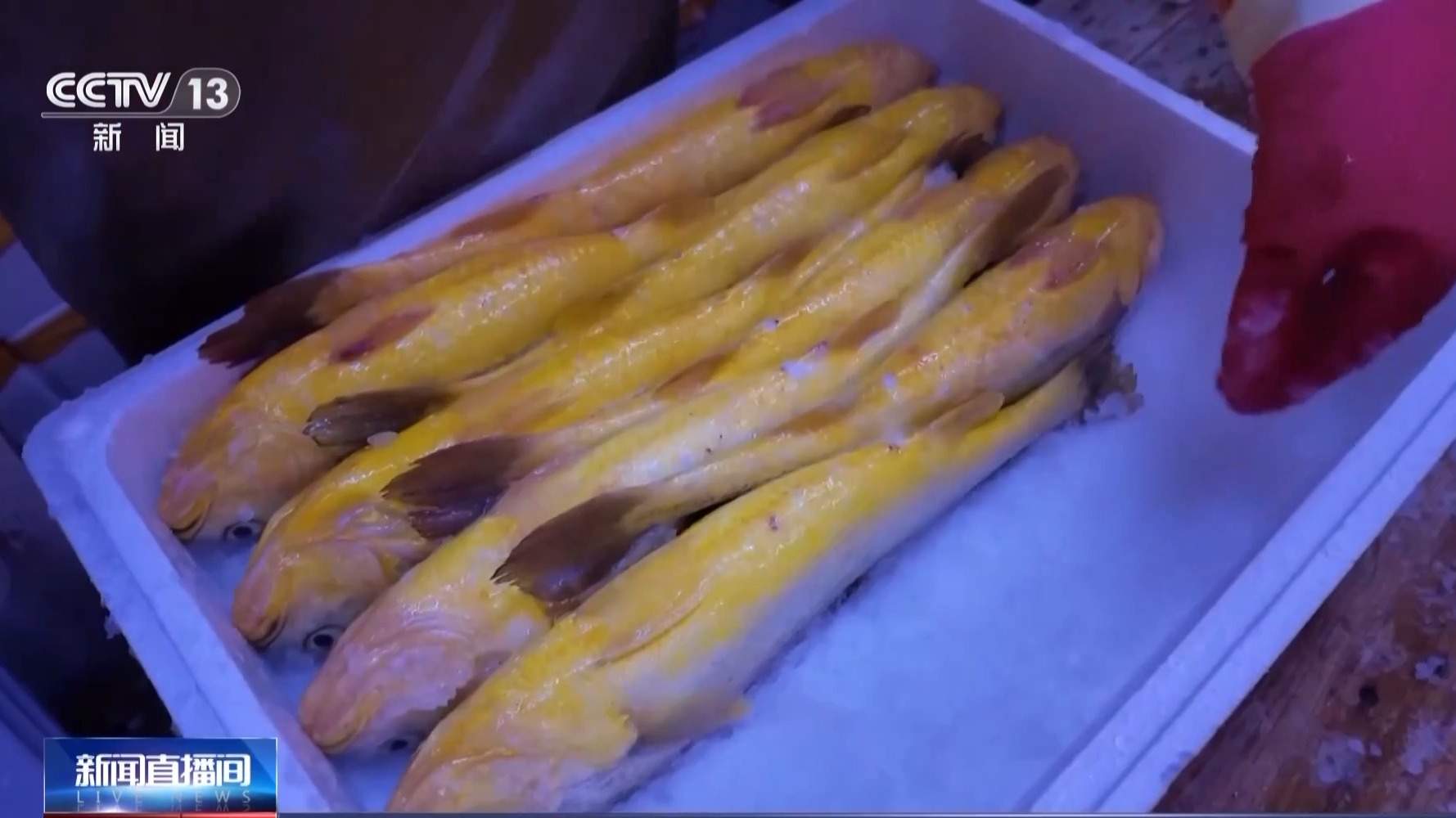 在这座海上牧场,大黄鱼住上“健身房”