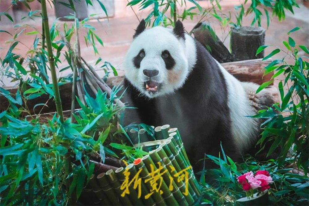 “华奥”17岁啦！游人围观大熊猫品尝生日大餐