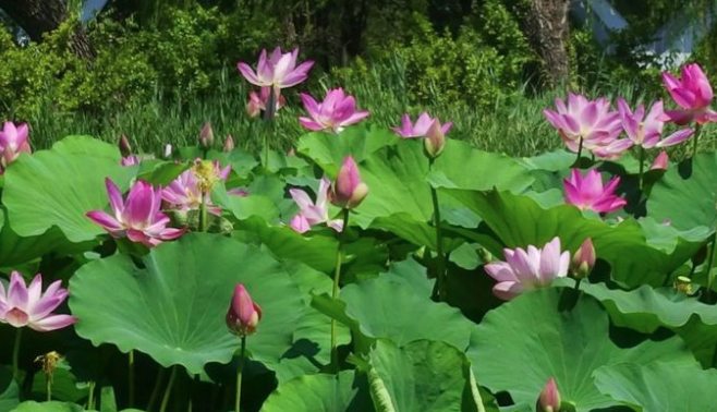 泉城公园3000余平方米荷花盛放 花期将持续至8月上旬