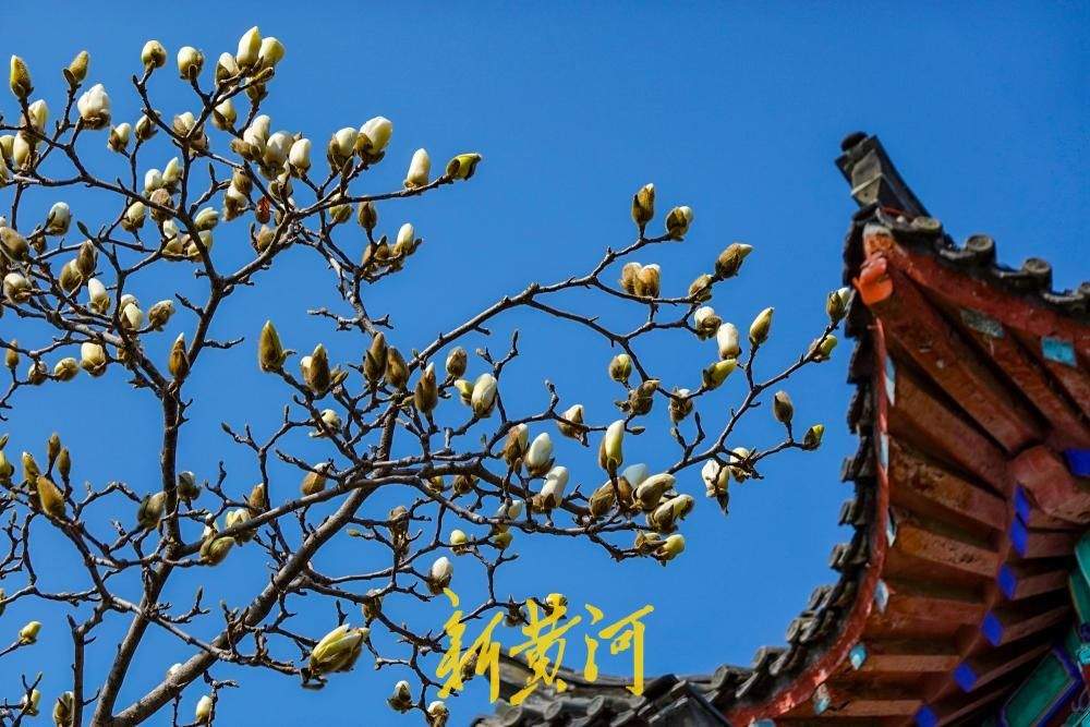 济南大明湖玉兰次第开放 白玉兰含苞伴古建