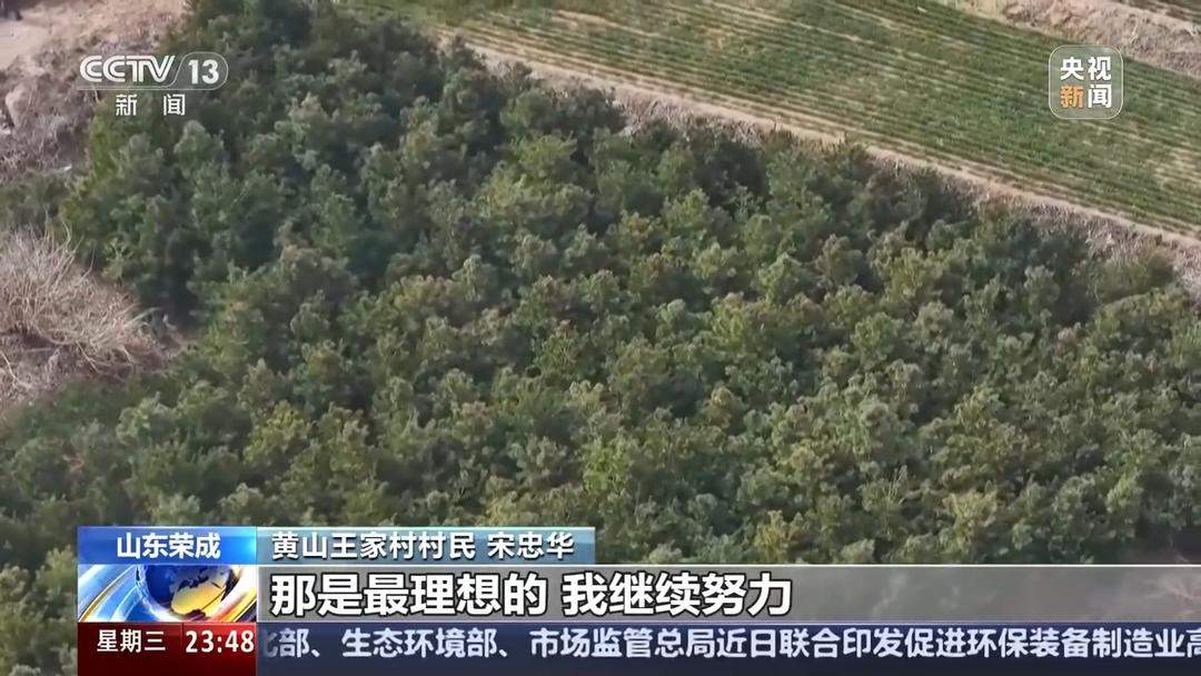 81岁山东村民植树二十载，无偿捐赠价值近百万红松树