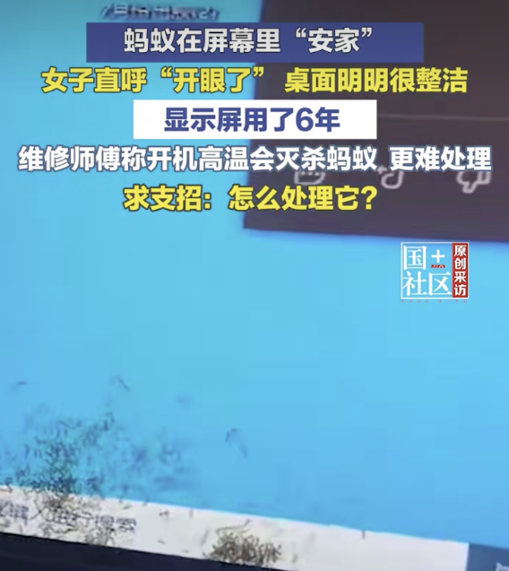 女子发现蚂蚁爬进自己电脑显示屏“筑巢” 直呼“开眼了”