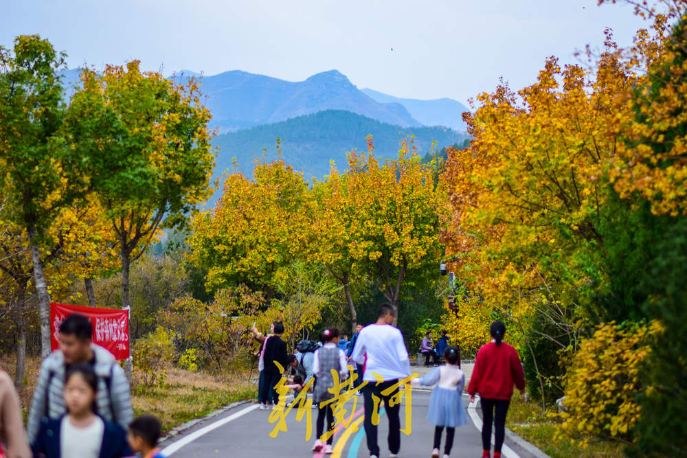 初冬时节红叶漫山，市民纷纷登山赏叶