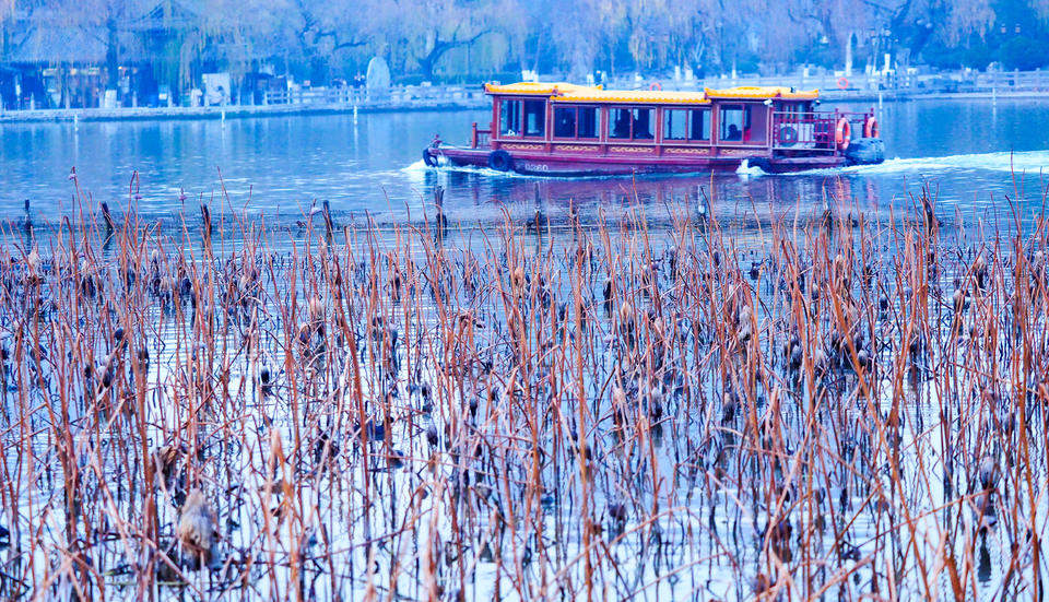 风拂大明湖，残荷蕴生机