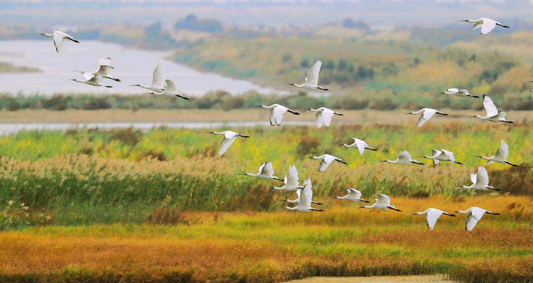 全国两会，山东代表团重点推介！东营“鸟浪”从刷屏热搜到生态金名片