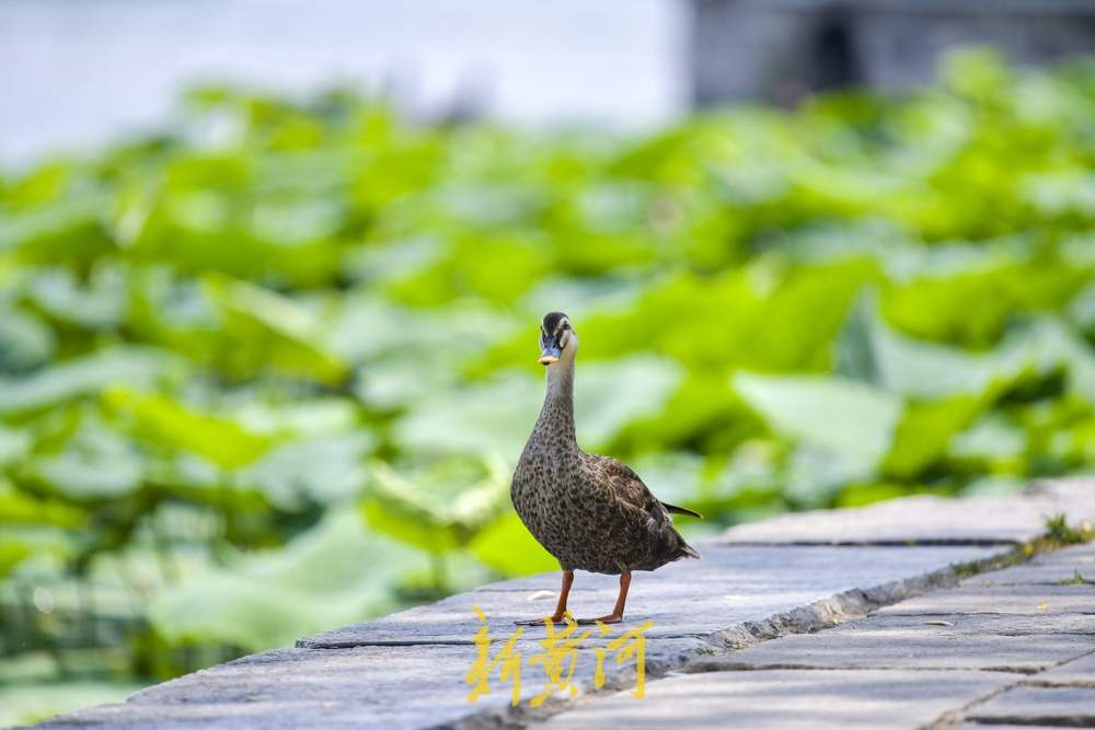鸟窝快挤不下它们了！城市中的野生鸟宝宝们长大了