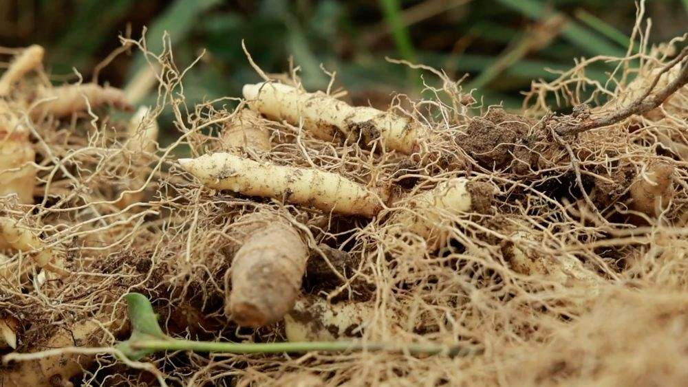 特色农业挖潜力 丰收喜悦满田间