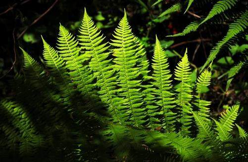 植物有大脑吗?有记忆吗? 农科院专家解答植物的浪漫“意识”