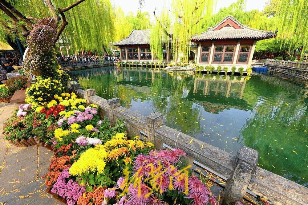 多彩菊花绽放趵突泉畔，扮靓初冬泉城