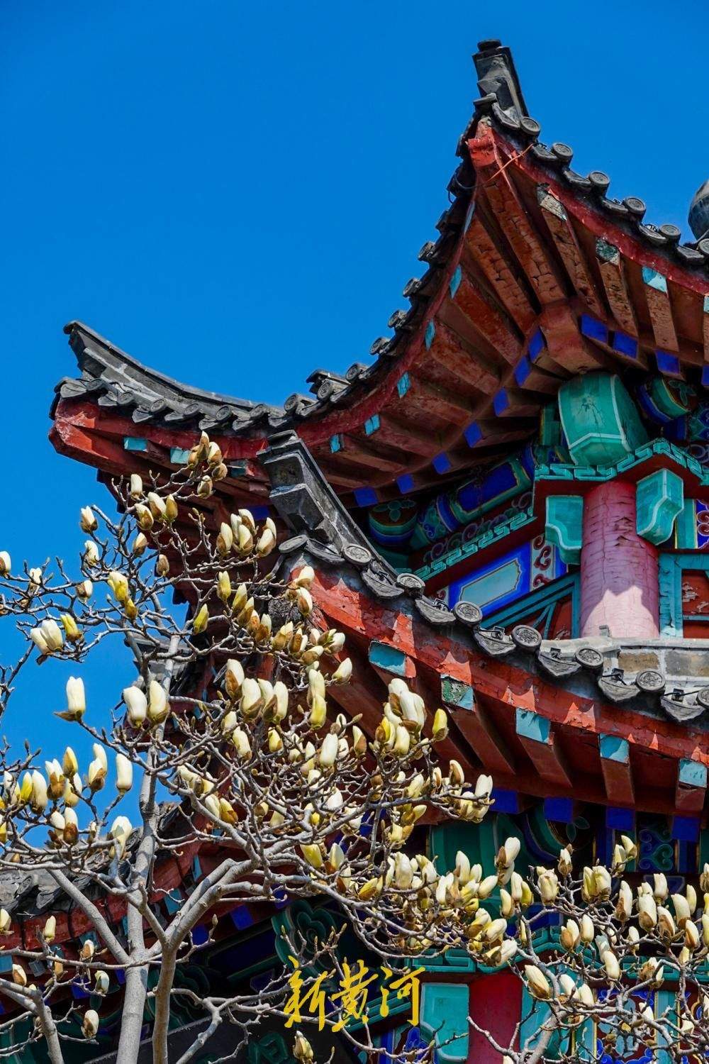 济南大明湖玉兰次第开放 白玉兰含苞伴古建