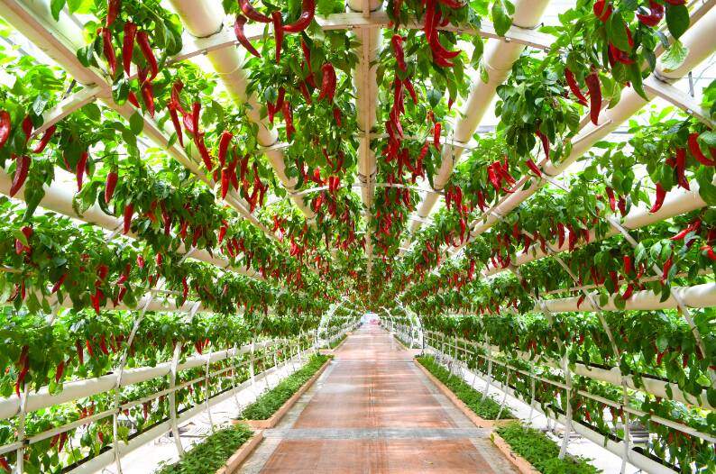 闪电评论丨菜博会里的“山东答卷”：读懂现代农业的创新密码