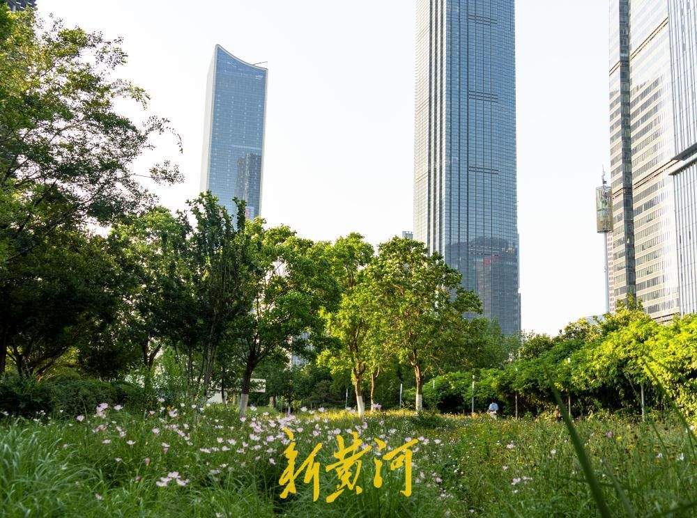 藏在摩天楼宇间的粉色浪漫！美丽月见草扮靓济南CBD
