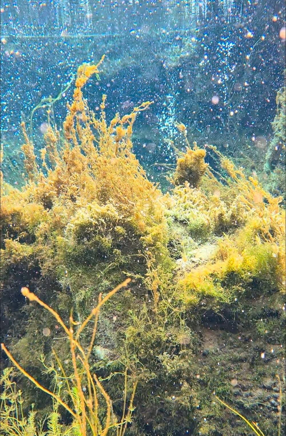 花灯筹备、大学生镜头下的水下森林与茶馆的温情留言构成冬日泉城氛围