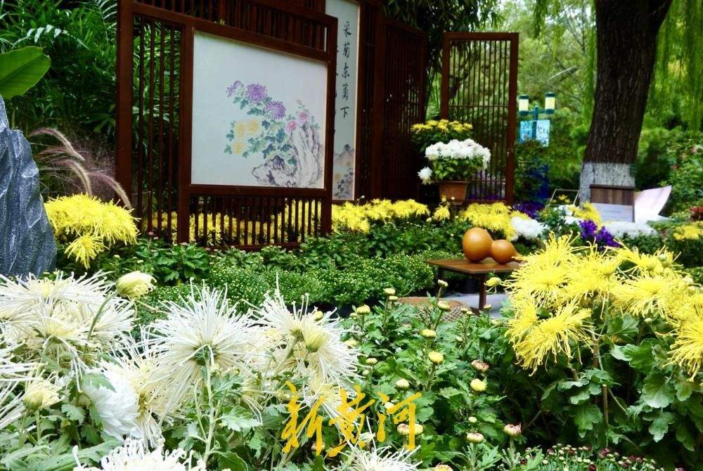 一园主展、三园联动！济南市第47届趵突泉金秋菊展探营