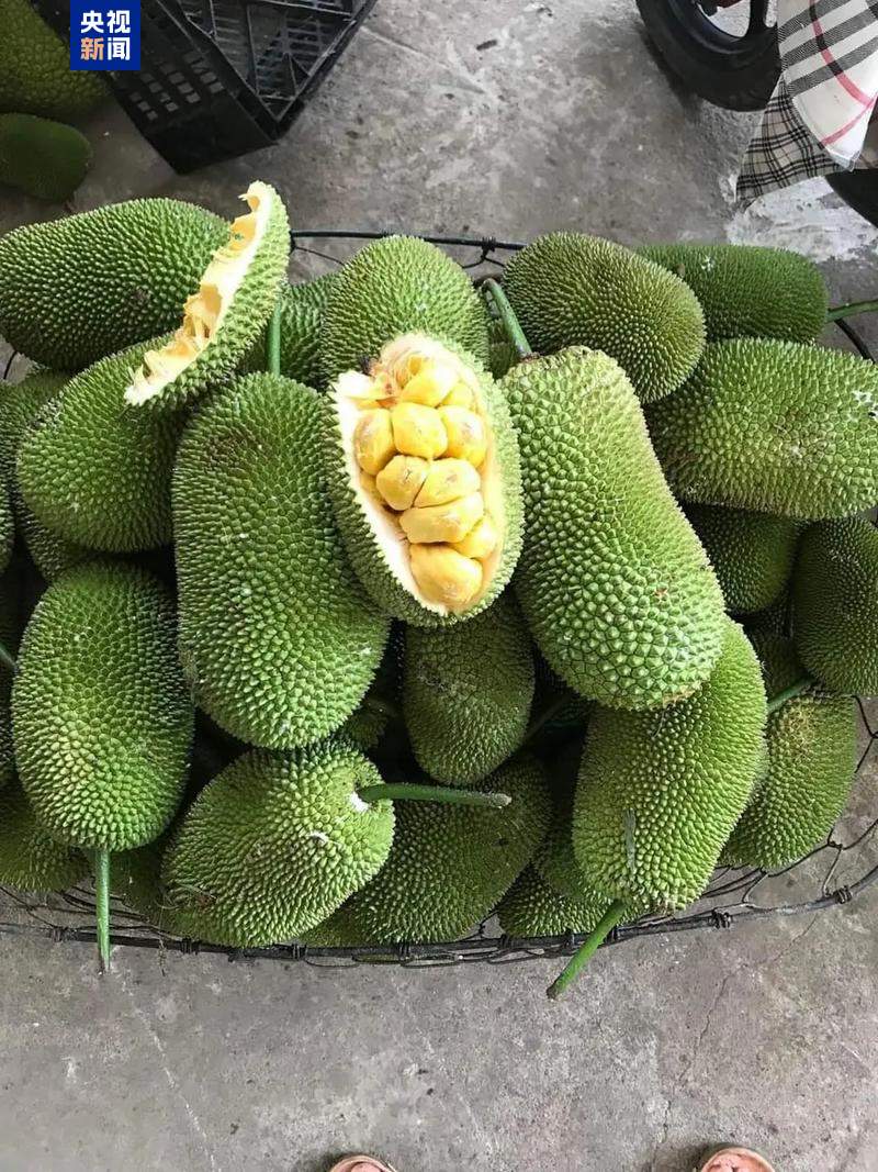 榴莲+波罗蜜=榴莲蜜？这个小众水果你吃过吗