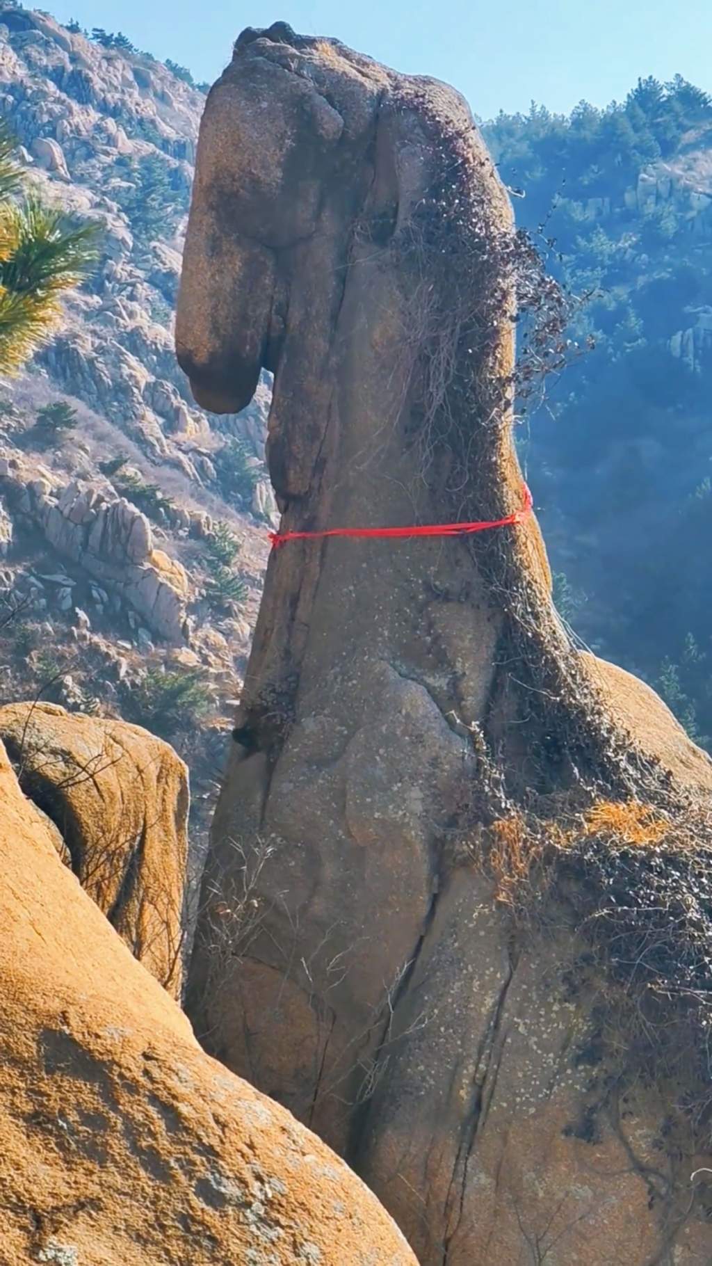 青岛大珠山“骏马奇石”借马年走红 游客打卡沾喜气