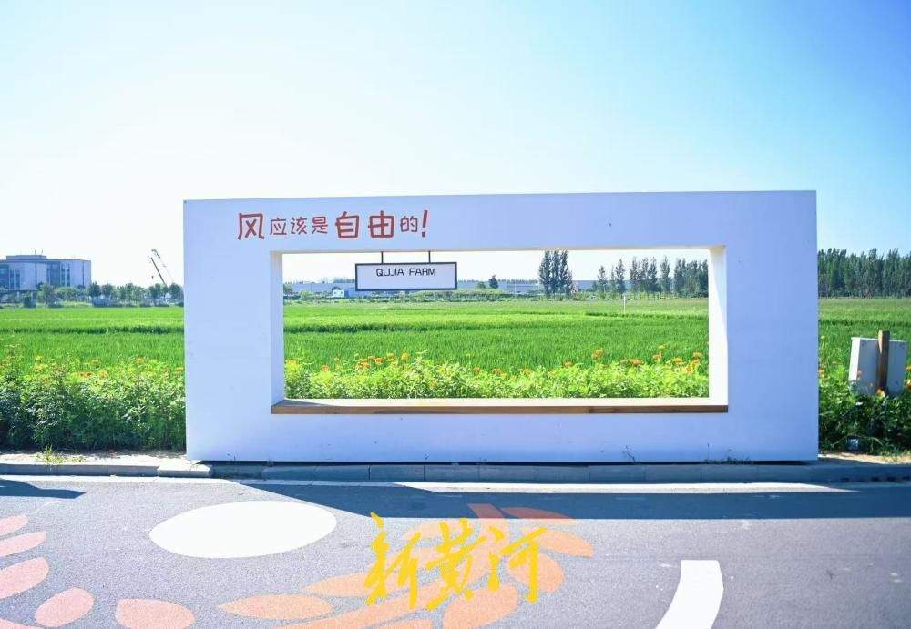 地铁直达，济南曲家庄村稻田美出圈