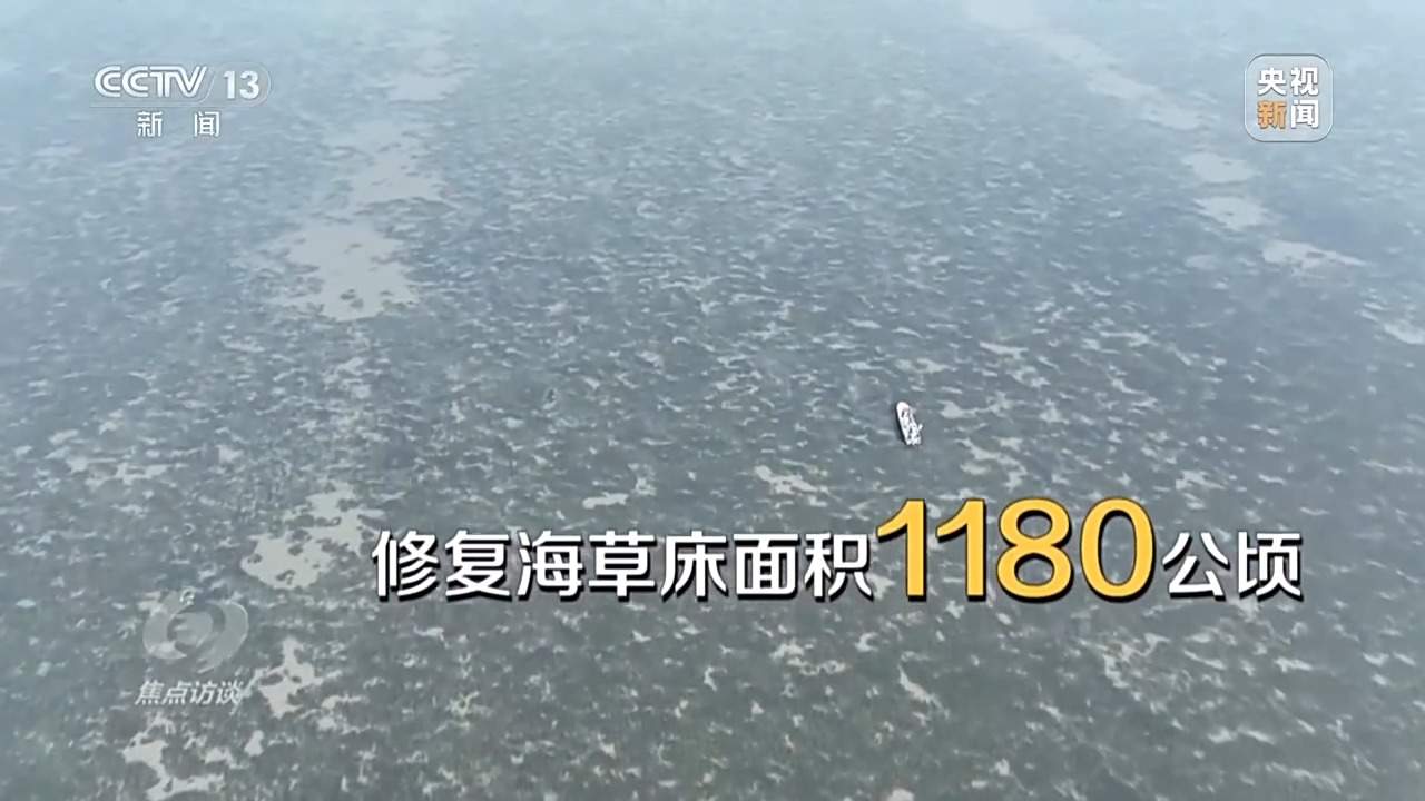 焦点访谈丨保护海洋生态 守好人海和谐的蓝色家园