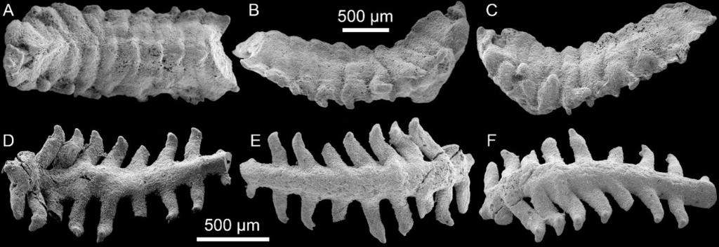 我国科学家发现约5.35亿年前环节动物实体化石