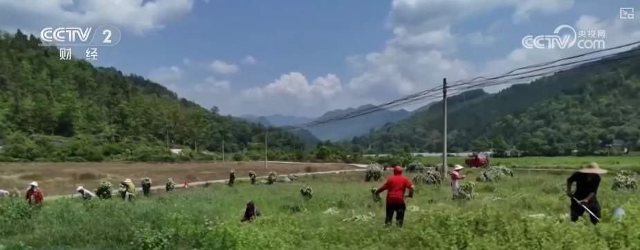 国潮风劲吹赋能“端午经济” 传统民俗激活消费新引擎