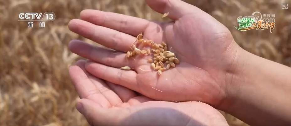 “九成熟，十成收；十成熟，一成丢” 