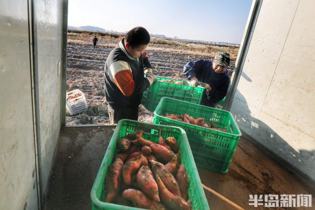 盐碱地上的“甜蜜”