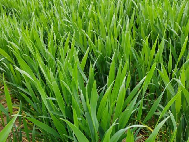 三个节点三次会议，这季小麦生产为啥要抓这么紧？