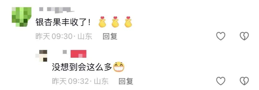 别吃，银杏果有毒！近期济南大量出现，很多人去捡……